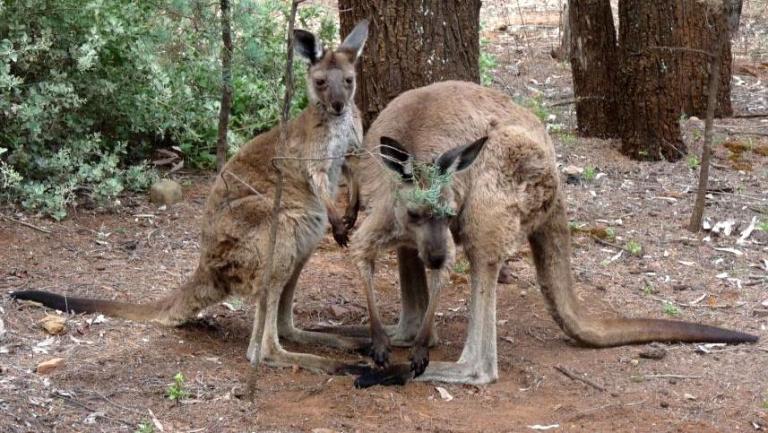 Kängurus in Wilpena